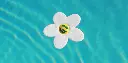 Water lily 2.webp